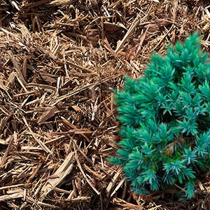 Mulch