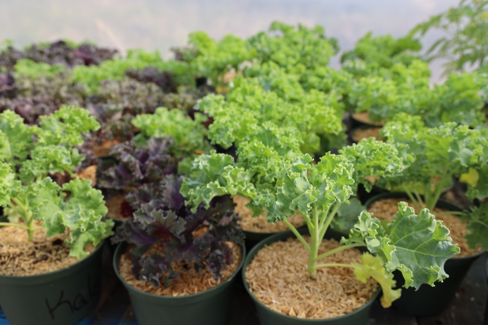 KALE