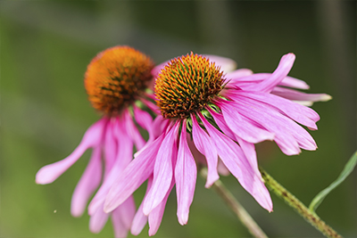 Echinacea