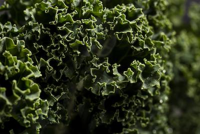 Darkibor Kale