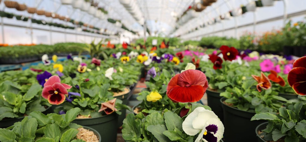 green house