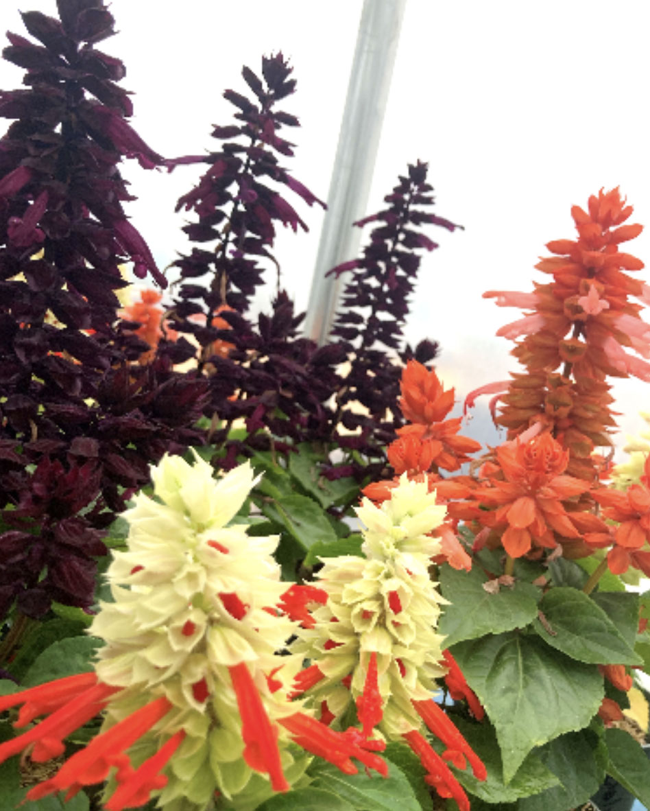 Greenhouse Plants - Salvia’s