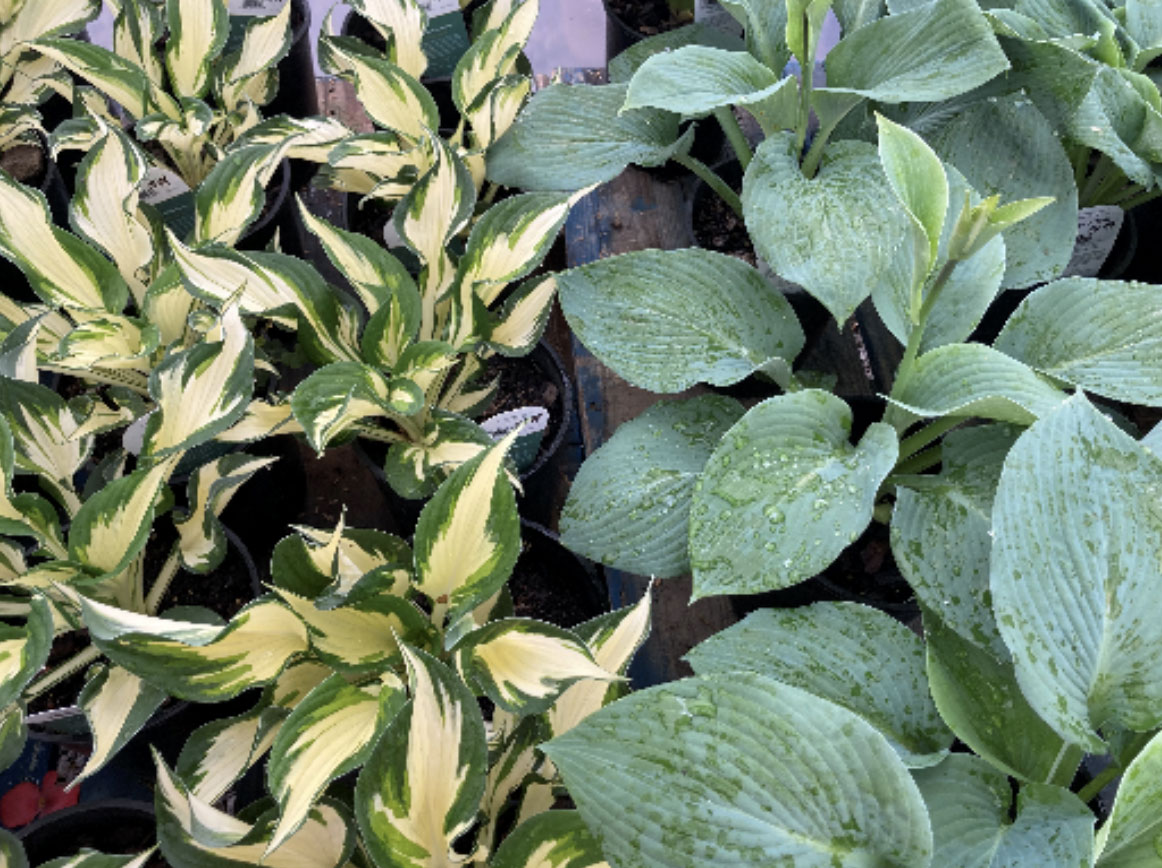 Kansas City Greenhouse Plants for Purchase At Riverbend Rock and Mulch